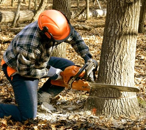 Tree Removal in South Bend, WA